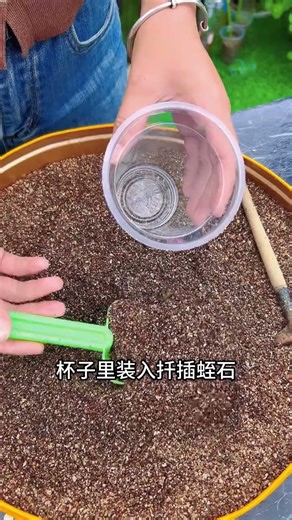 How to Plant Podocarpus Cuttings - Tips for a Flourishing Luo Han Song Garden