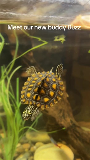 Meet Buzz the Yellow Blotched Map Turtle