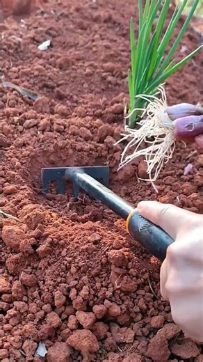Shallot Planting Process with a Small Hand Hoe | Easy, Fast, and Ready to Harvest!