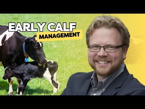 Dr. Michael Steele: Colostrum Feeding Strategies