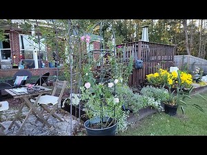 How to install obelisk in rose pot | Space saving way of growing climbing rose