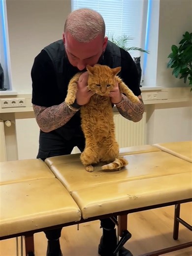 Chiropractic Treatment for Animals with Back Pain