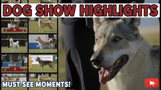Dog show highlights
