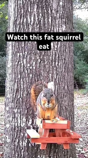 Fat squirrel eating #squirrel