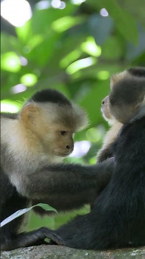 Get ready to jump, count, and laugh in this adorable "One Little Monkey” featuring real monkeys! 🐒🎶