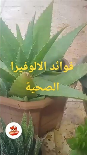 تعرف على فوائد الالوفيرا الصحية#طبيعة #نبتات الزينة#صبار#