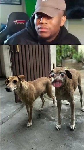 FUNNY Dog Videos That Will Make You LAUGH!