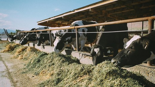 Dairy Cows — The Original Upcyclers