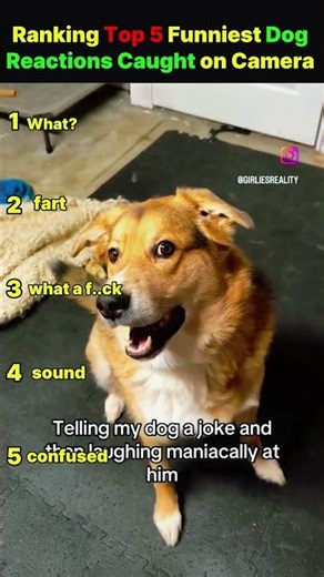 Funniest Dog Reactions Caught on Camera #dogvideos #funnyanimals #dog #dogshorts