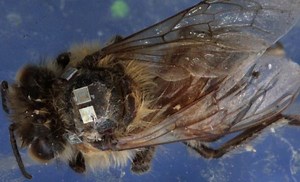 Scientists are using new technology to identify zombie bees