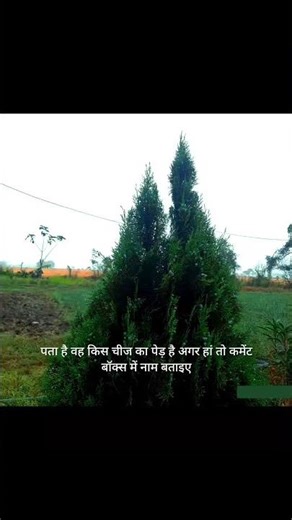 कोनसा पेड़ है!#🌲