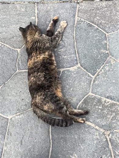 寝そべってお休み中のかわいいサビ猫ちゃん😸🐈#野良猫 #地域猫 #サビ猫 #猫 #ねこ #cat