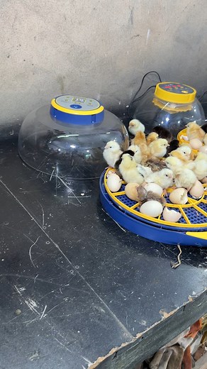 170K views · 2.8K reactions | Final result of amazing mini incubator | Mian Inventions | Facebook