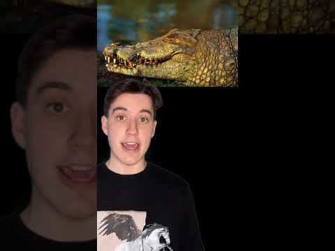 Guidance drawn from experts on surviving crocodile encounters