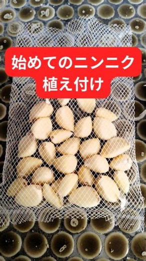 【初めてのニンニク栽培】4個のニンニクが28片に！薄皮をむいて植えてみました