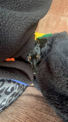 Min Pins are so easy to train 🤞🏿