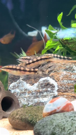 Dwarf Chain Loach: The Perfect Aquarium Companion