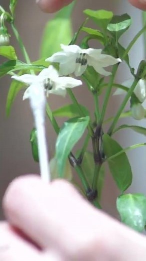 How To Pollinate Peppers | Jalapeño Plant #shorts