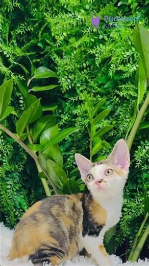 Adopt Sandra: The Calico Devon Rex Kitten 🧡 Hypoallergenic & Full of Personality! #DevonRex