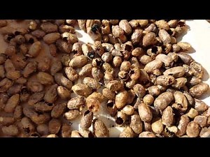 Mason Bees hatching.