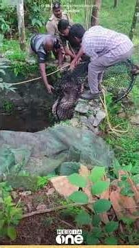 ഇത് പുതുജീവൻ; കിണറ്റിൽ വീണ മ്ലാവ് കുഞ്ഞിനെ സുരക്ഷിതമായി പുറത്തെടുത്ത് രക്ഷപ്പെടുത്തി...