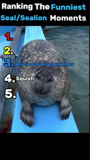Ranking the Funniest Seal/Sealion Moments #funny #laughing #seal #sealion