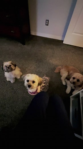 #puppy #shihtzu #shorkie #snack #whatareyoulookingat