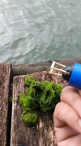 Tips and tricks for attaching anti-release moss bait for fishing for large tilapia | Yayat Giriwil Reel