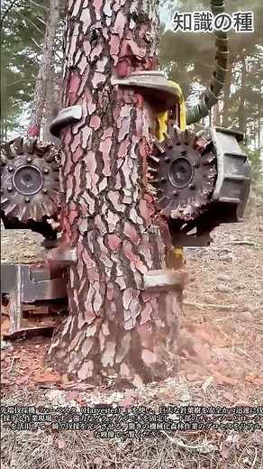 人の手を借りない驚異の機械式伐採技術 #AmazingMachines #HeavyMachinery #TechnologicalAdvance #Industrial