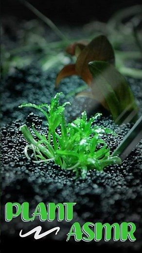 Just plants being planted.