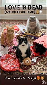 Target acquired. Giant defeated. 🐻⚔️ | Cat Lovers