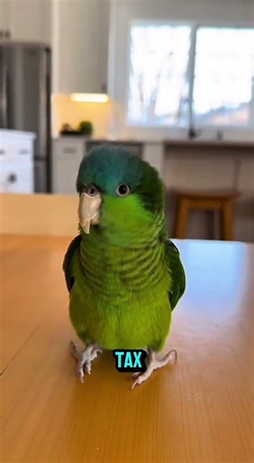 Parrot Gives Kiss Refund Policy?! 🦜😂 | Talking Bird Comedy Short #FunnyParrot #TalkingBird #AIShorts