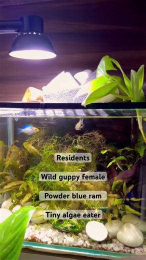 Hey Aqua Decoders!! This rustic low tech mini tank setup is just amazing 🐠