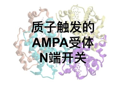 【机读机译|文献速递】结构｜质子触发的AMPA受体N端开关