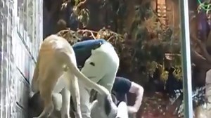 Deadliest Animal Attacks On Human ll Animal Attack Human Death Compilation ll 2017