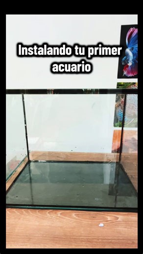 Cómo instalar tu primer acuario 🐠. #acuario#peces#acuariofilia#acuascaping