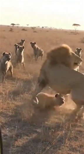 Lion vs. A Pack of Hyenas