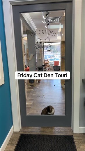 Explore Our Friday Cat Den Tour with New Additions