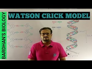 Watson-Crick model of DNA