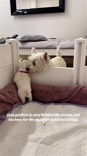 Dad prefers to stay behind the scenes, but his love for the puppies is just as strong. 🐶 #westies #westhighlandwhiteterrier #viral #fyp #westielovers