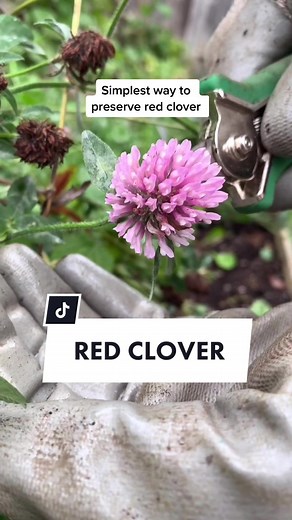 Preserving Red Clover: Simple Tips for Beginners