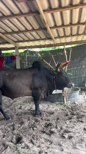 แพ้ครับ สุดๆแล้วพี่ปาน 🥰