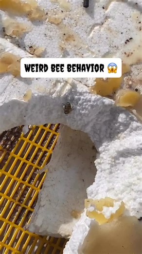 #31dob25 weirdest thing I’ve ever seen in beekeeping… throwback to that one time I’m pretty sure I saw a bee collecting styrofoam. Another time a saw a bee collecting the glue from a piece of duct tape. | GND Honey