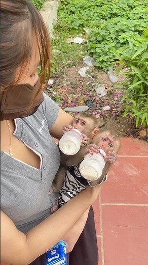 mother hugs and breastfeeds monkey🍼🍼🍼🍼 #monkey