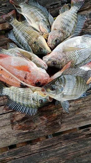 SPOT ASTAP || MANCING JATILUHUR TERBARU