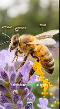 What would happen if honeybees went extinct? #nature #facts #bees
