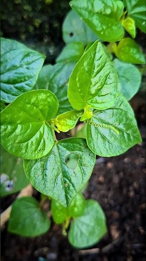 SIRIH CINA TANAMAN LIAR KAYA MANFAAT UNTUK SAYUR DAN OBAT #sirih #obatherbal #tanamanobat #sayuran