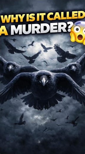 Why A Group of Crows Is Called a Murder 😳