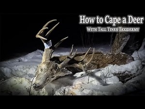 "How to Cape a Deer Around the Head and Antlers | Tall Tines Taxidermy Tutorial"