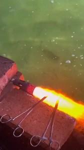 To suddenly turn a sexually inactive female shrimp into one that actively reproduces, aquaculture relies on a method that sounds cruel but has been proven effective for decades. The technique involves removing just one of the shrimp’s eyes. Using heated tweezers, farmers perform a procedure called unilateral eyestalk ablation. After this, the shrimp’s egg production can increase by three to eight times, essentially forcing it into a high-output reproductive state. This works because a shrimp’s e